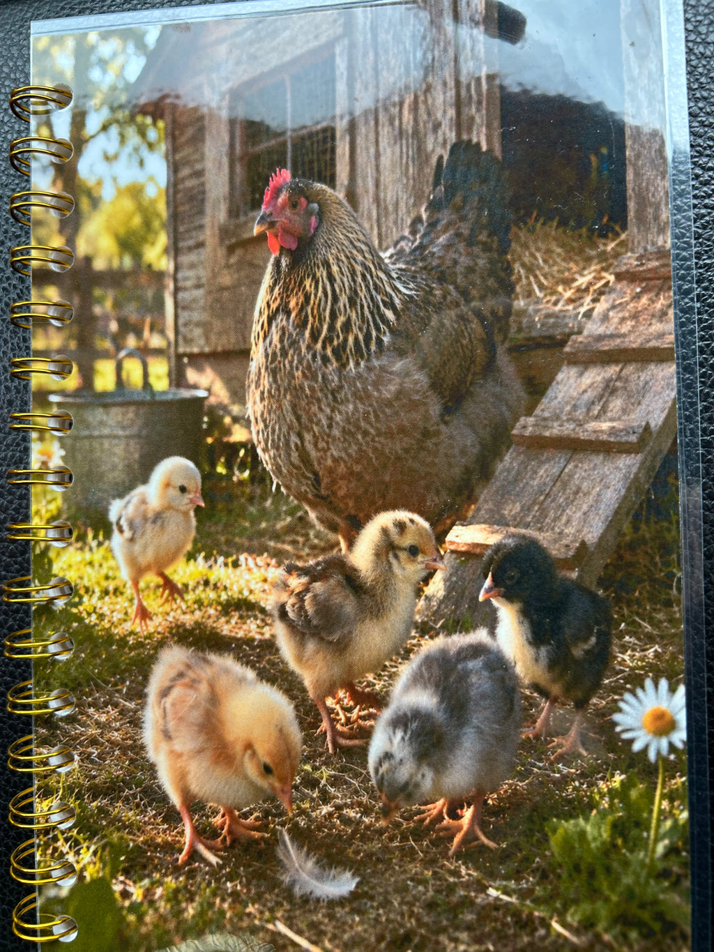 Mother hen with chicks