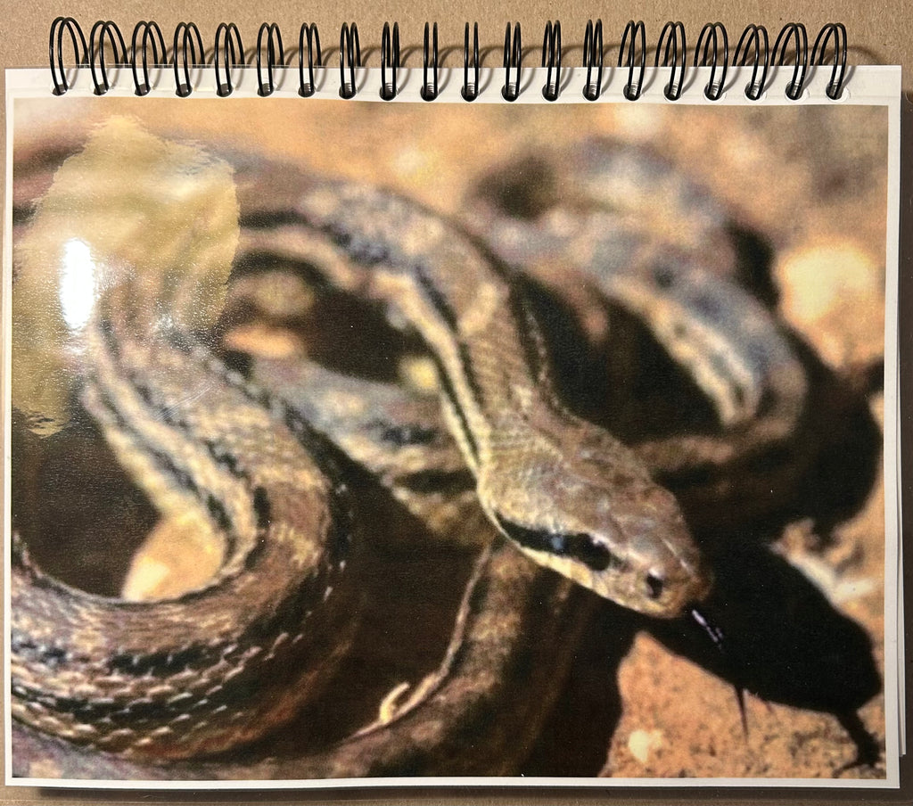 Snake Spiral Notebook