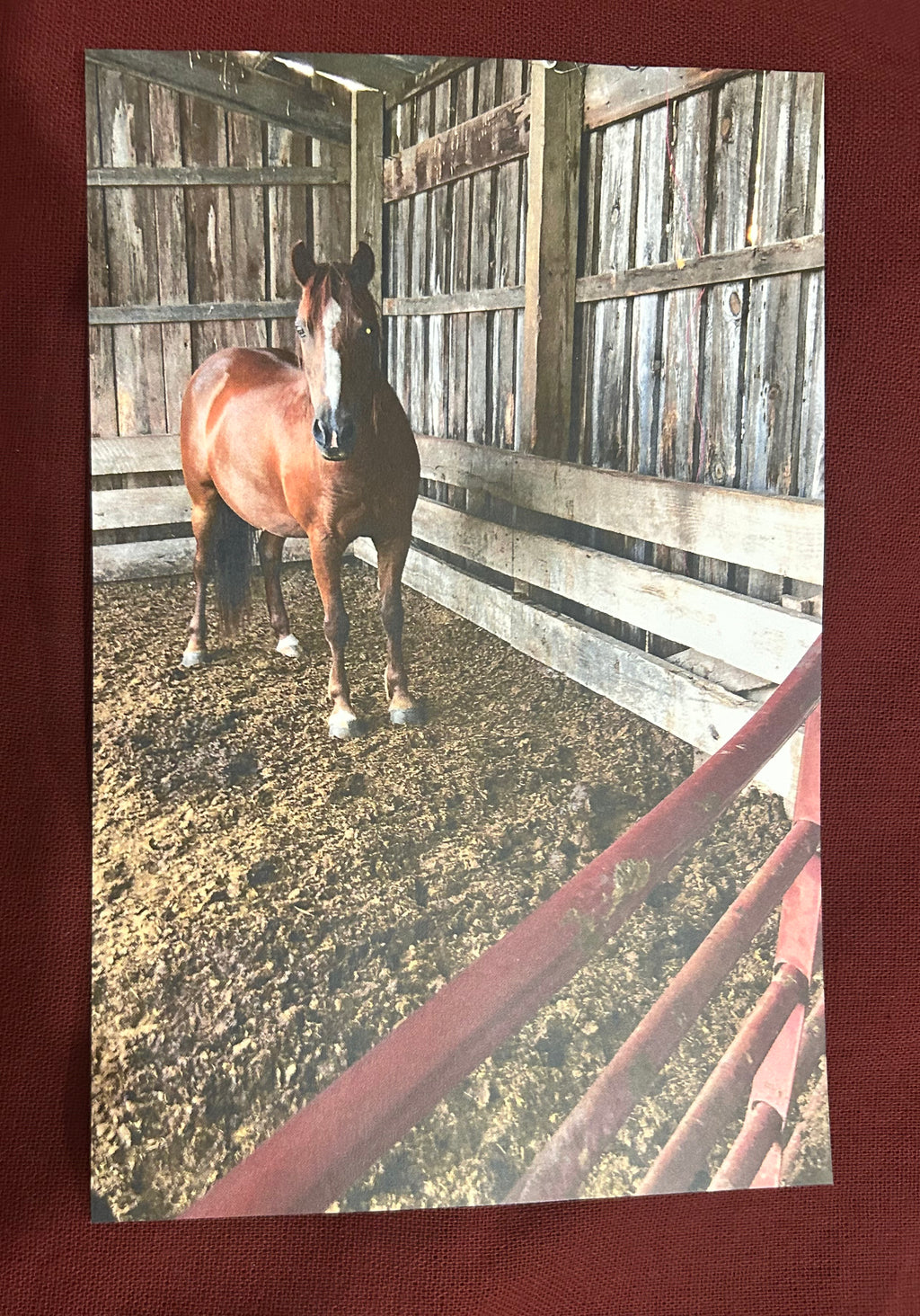 Beautiful Horse Spiral (lined) Notebook